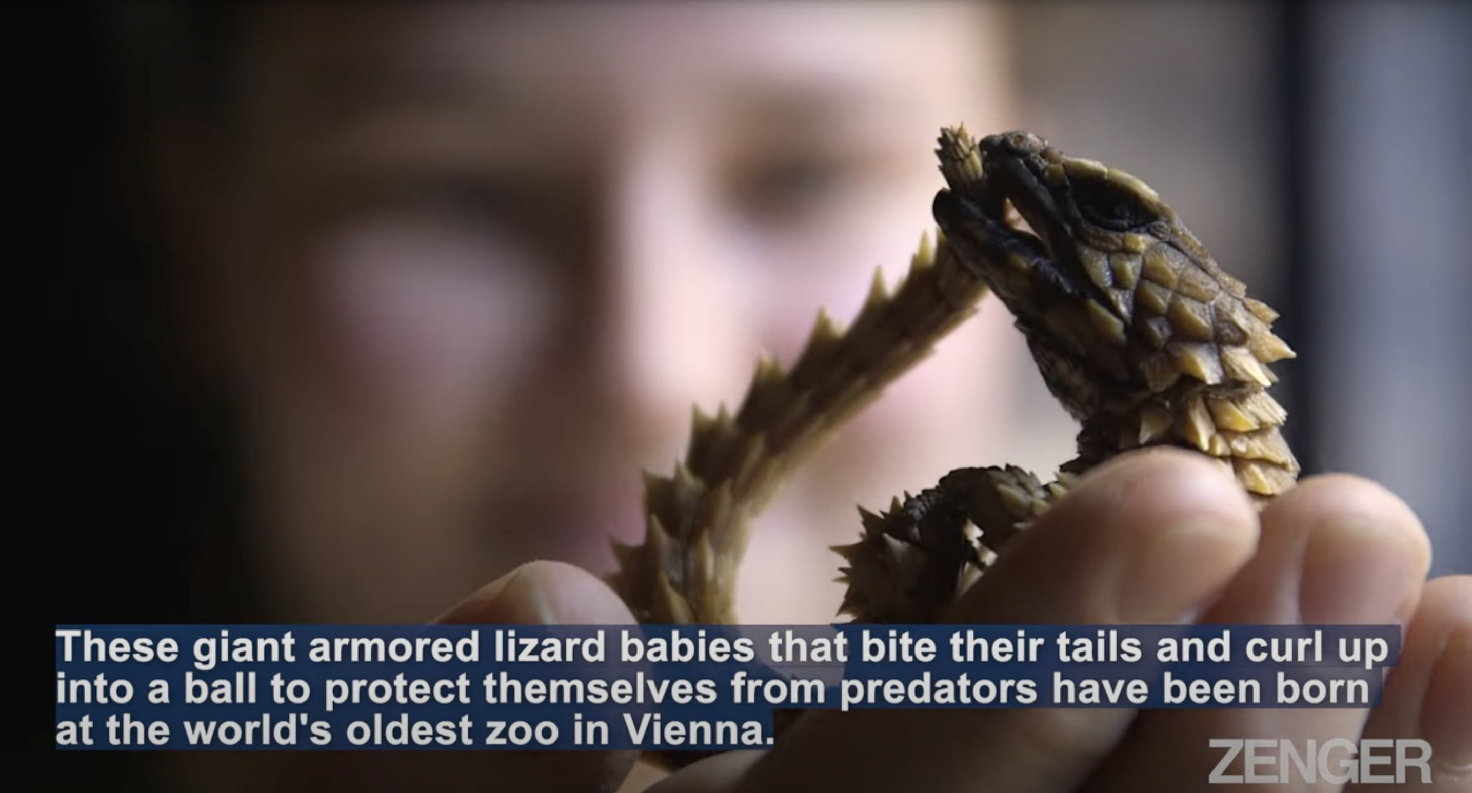 baby armadillo lizard